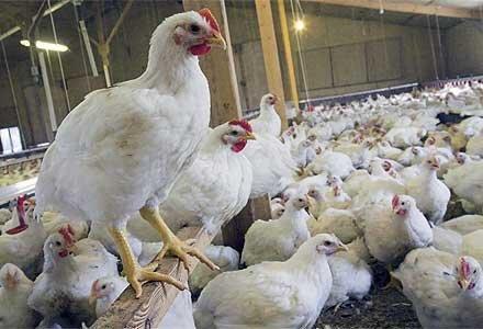 سلسله، شهرستان قطب تولید مرغ در لرستان