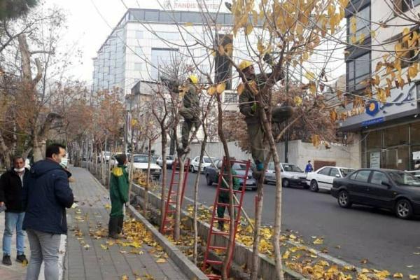 درختان شمال تهران آماده فصل زمستان شدند درختان شمال تهران آماده فصل زمستان شدند