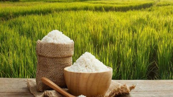 پیش بینی فراوری 160هزار تُن برنج محلی در خوزستان