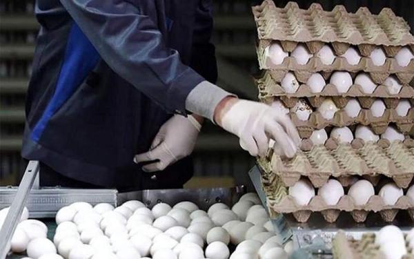 تخم مرغ باز هم گرانتر شد ؟ ، قیمت هر شانه تخم مرغ