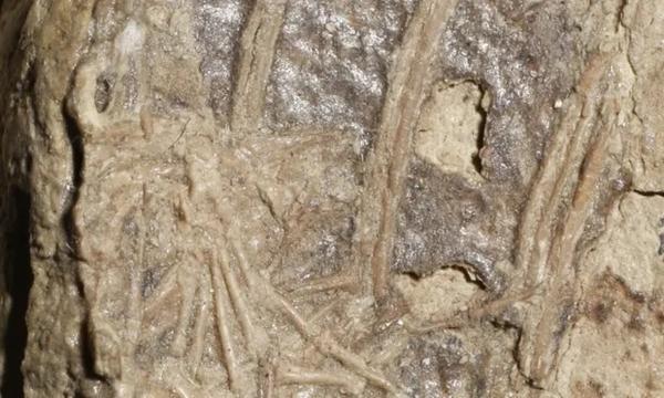 کشف بقایای پستانداری که 120میلیون سال پیش خورده شد!